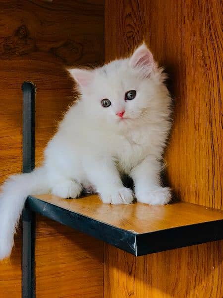 Persian Punch face triple coat cat Kitten 7