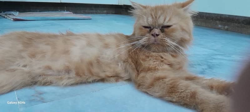extreme punch breeder cat looking for new home 1