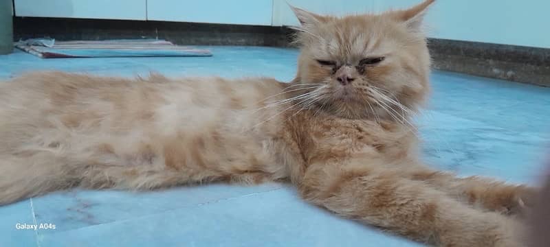 extreme punch breeder cat looking for new home 3