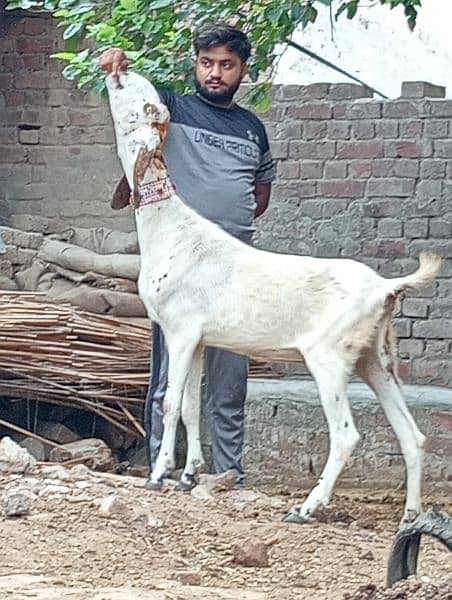 making cheeni gabn Bakri sale 2