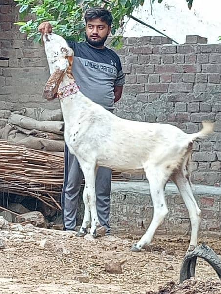 making cheeni gabn Bakri sale 5