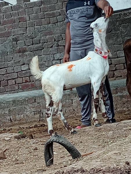 making cheeni gabn Bakri sale 10