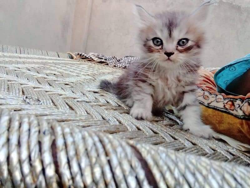 for sale kitten available know 1