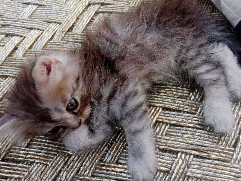 for sale kitten available know 2