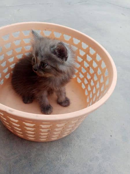 for sale kitten available know 5