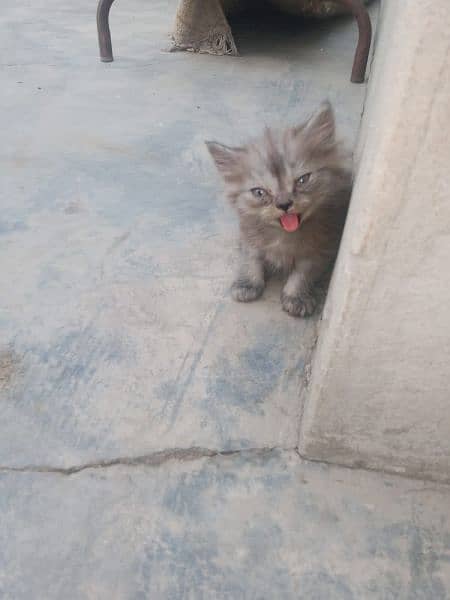 for sale kitten available know 8