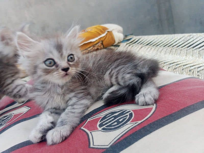 for sale kitten available know 12