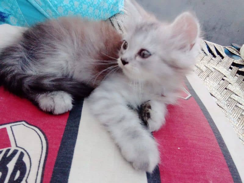 for sale kitten available know 14