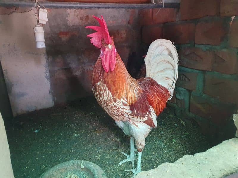 01 polish male, Desi set 1+2(egg laying breeders) 7