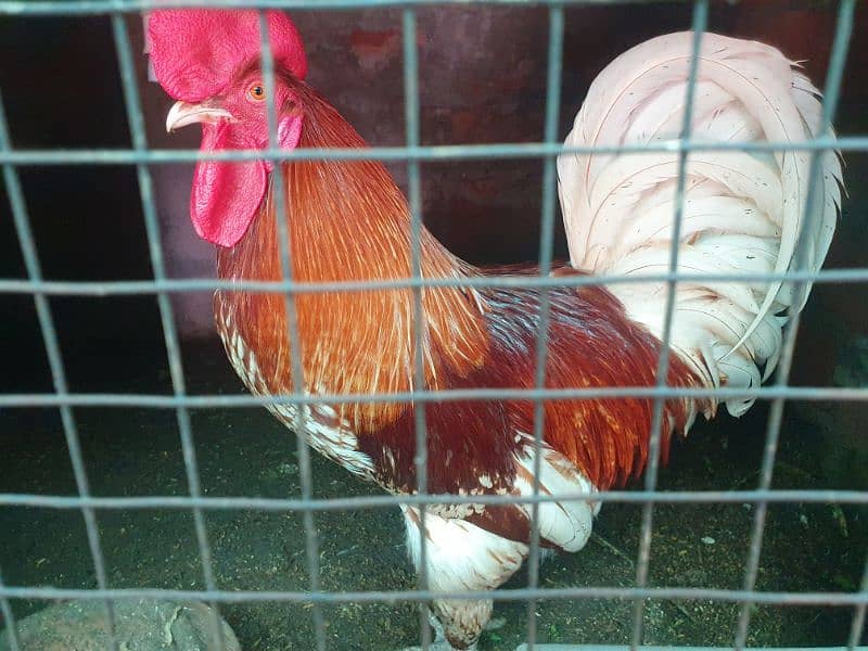 01 polish male, Desi set 1+2(egg laying breeders) 8