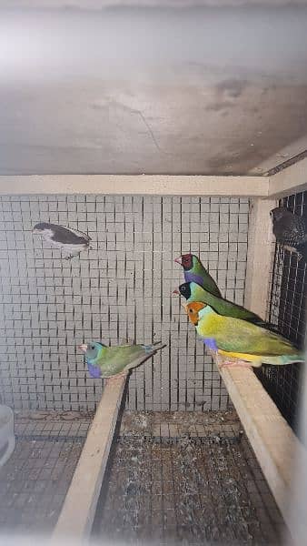 Gouldian Finch 1year plus age breeder 0