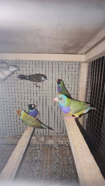 Gouldian Finch 1year plus age breeder 1