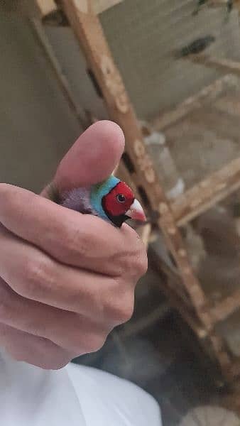 Gouldian Finch 1year plus age breeder 3