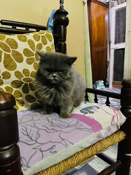 Persian cat for sale 4