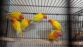 Lovebirds Breeders Pairs