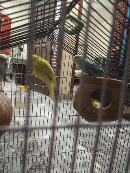 king size bajari parrot 0