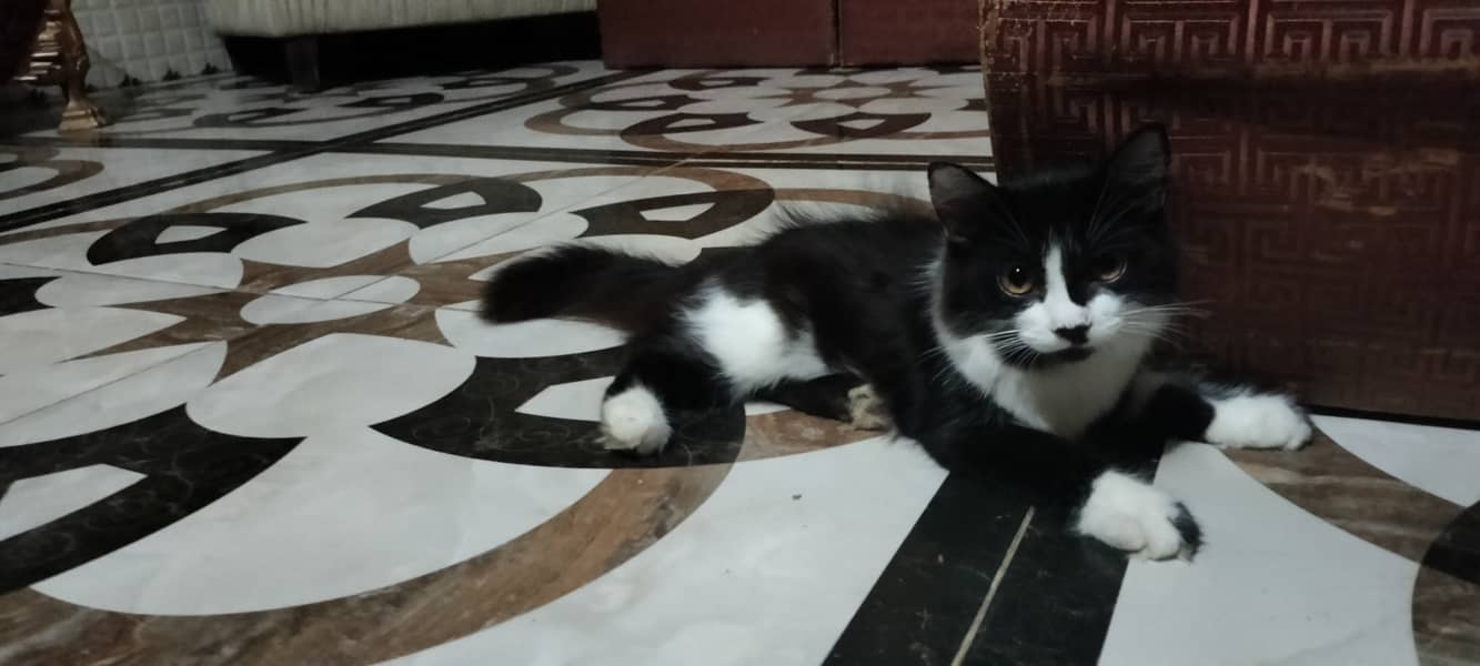 5 month presian kitten available male and females 0