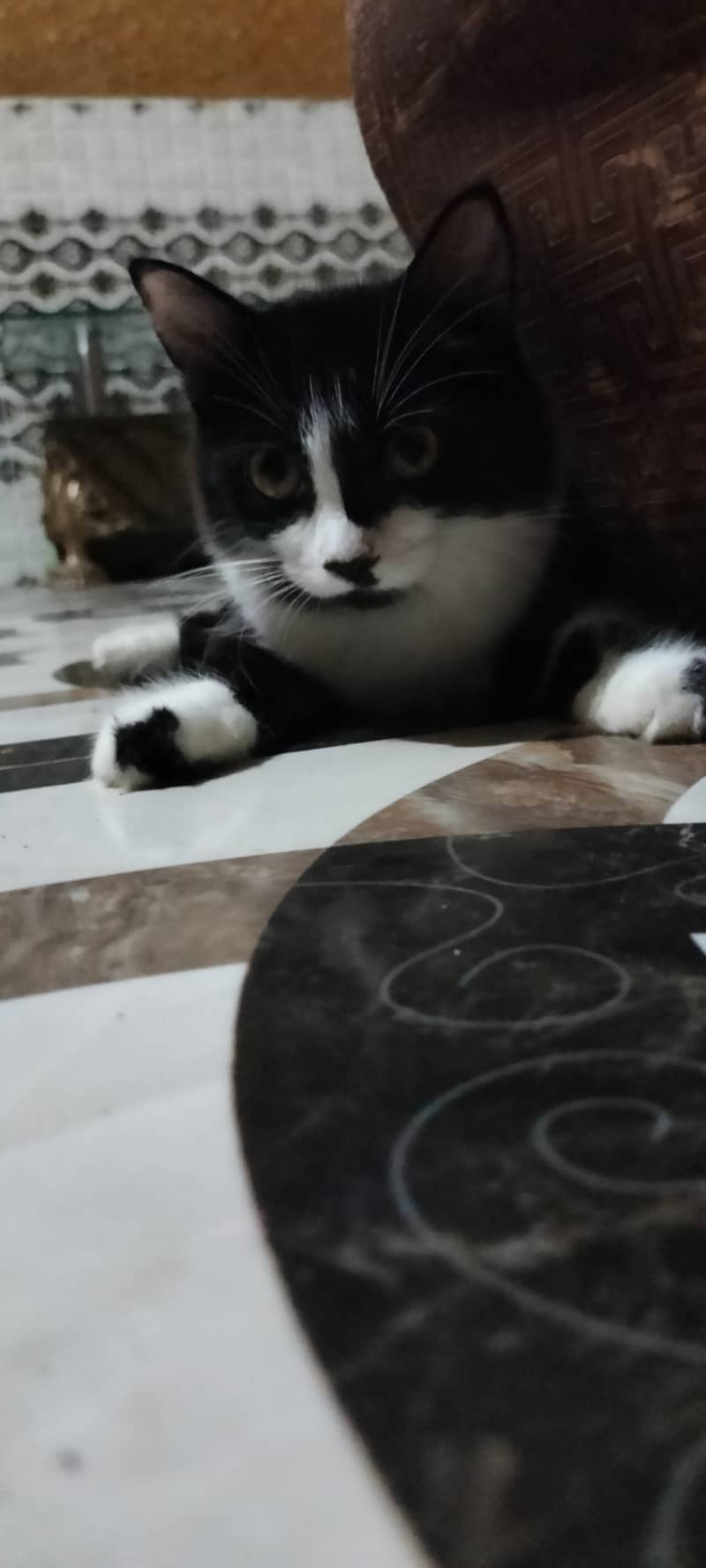 5 month presian kitten available male and females 1