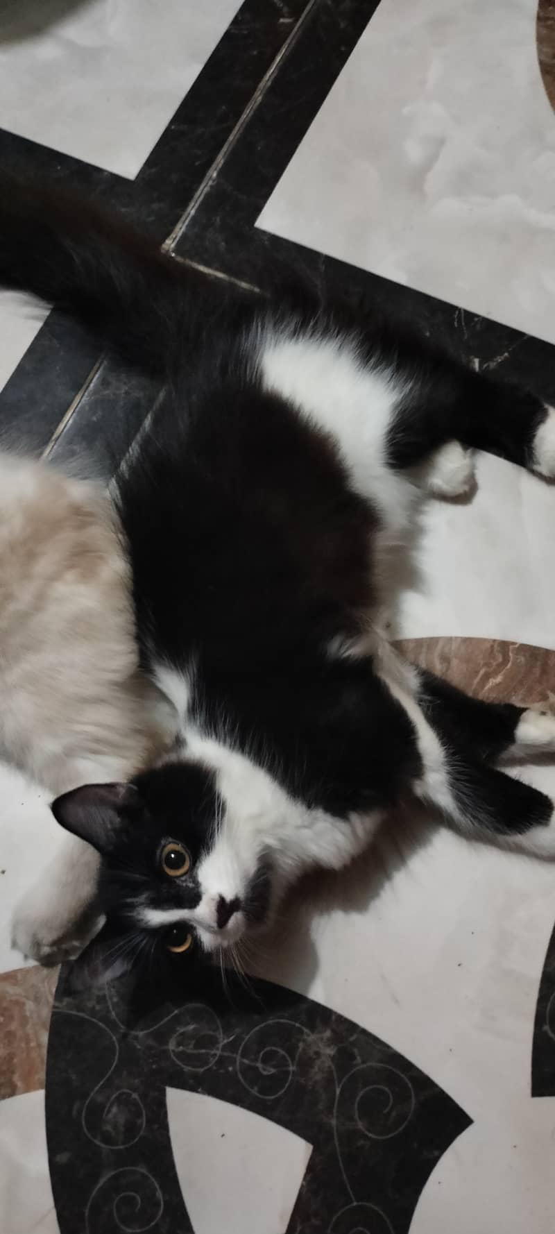 5 month presian kitten available male and females 2