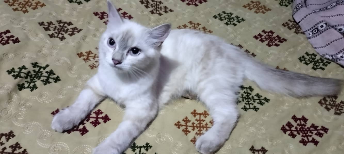 5 month presian kitten available male and females 3
