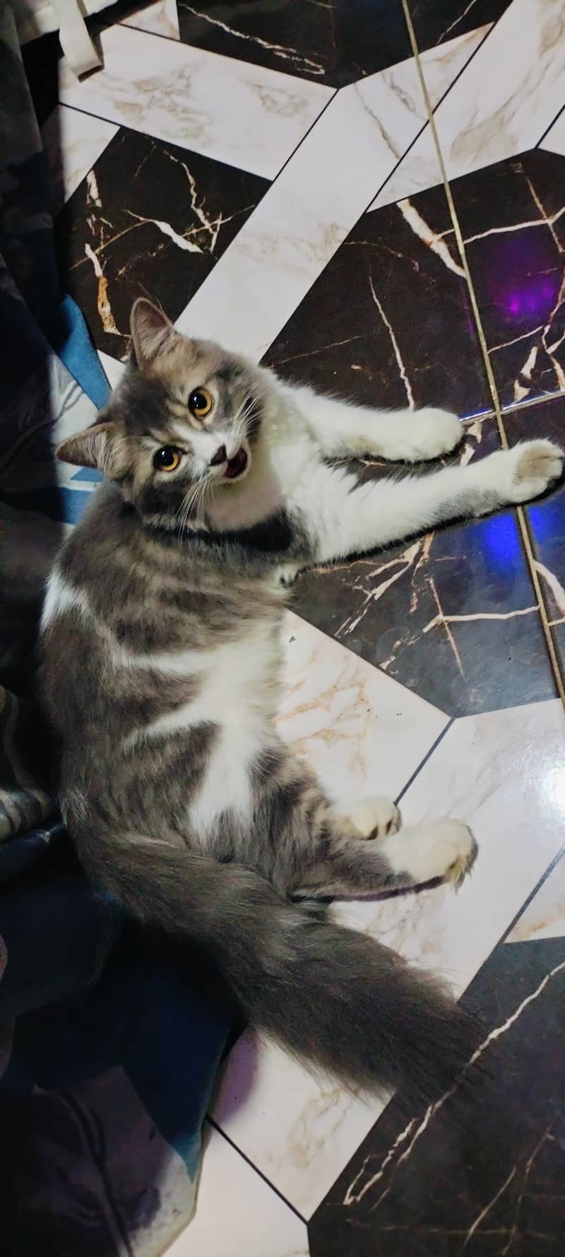 5 month presian kitten available male and females 6