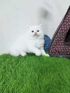 pure Persian white and fawn  kittens