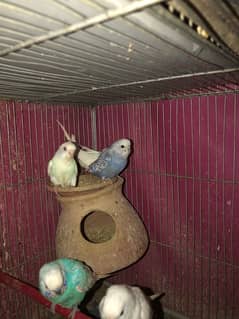 budgies