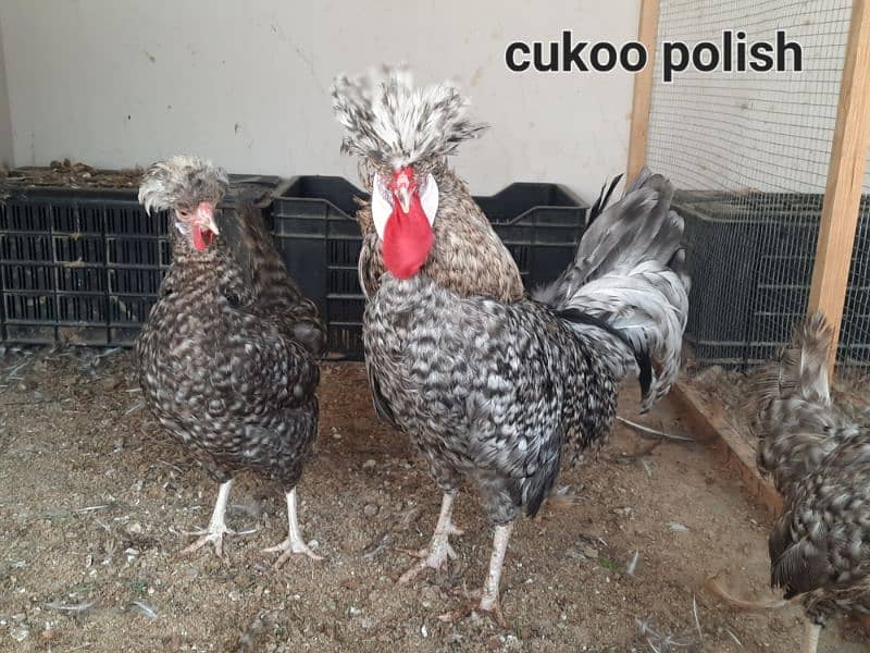 Fancy hens chicks available in different breeds 16