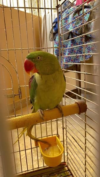 Pahari parrot 4