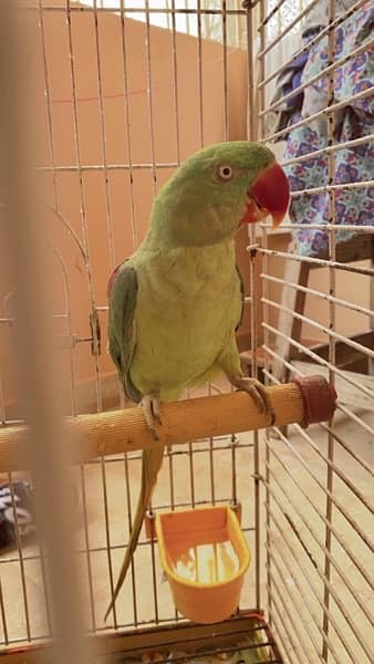 Pahari parrot 6