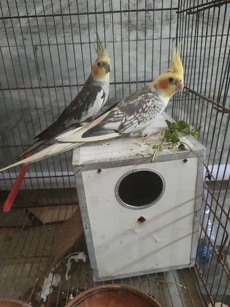 Near to breed Cocktail pair 0