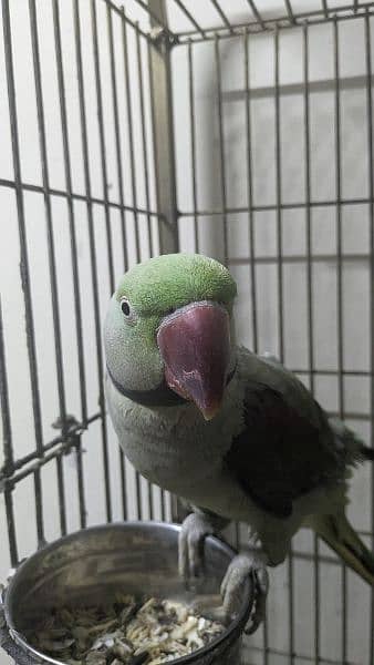 kashmiri raw parrot male 2