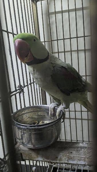kashmiri raw parrot male 4