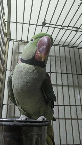 kashmiri raw parrot male 5