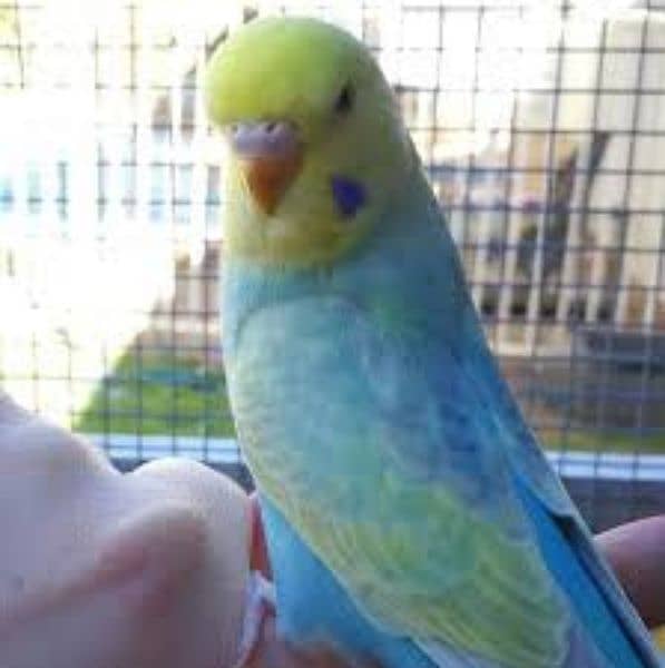 Australian parrots rainbow budgie high quality 4 male for sale 1