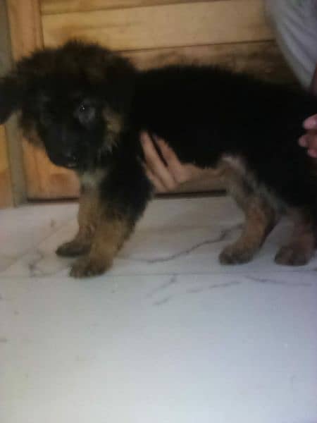 top quality black ten German shepherd male female available heavy bone 1