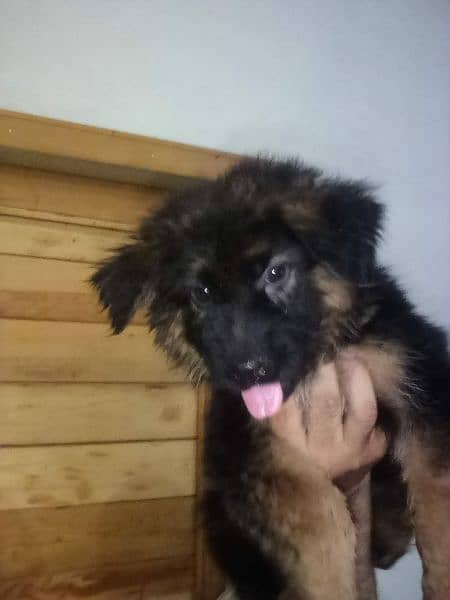 top quality black ten German shepherd male female available heavy bone 2