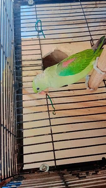 parrots chick for sale contect on whatspp 0