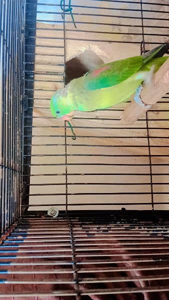 parrots chick for sale contect on whatspp 1