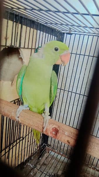 parrots chick for sale contect on whatspp 2