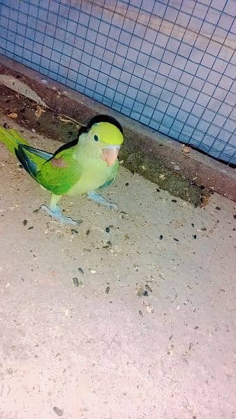 parrots chick for sale contect on whatspp 3