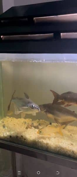 aquarium with fishes for sale 0