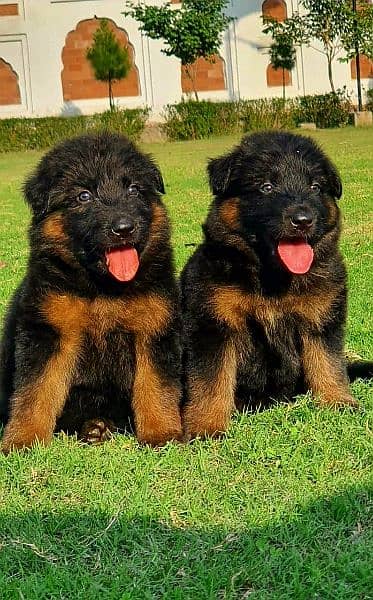 germen shepherd puppies 0