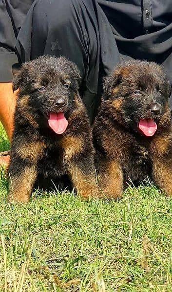 germen shepherd puppies 1