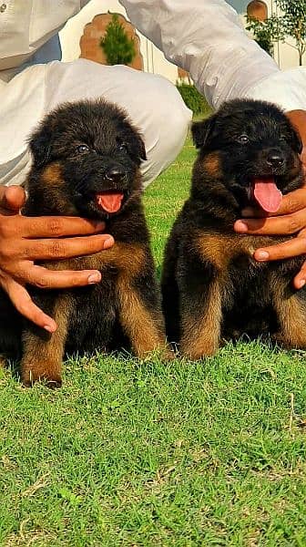 germen shepherd puppies 2