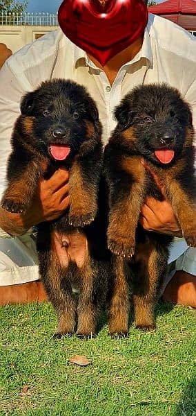 germen shepherd puppies 3