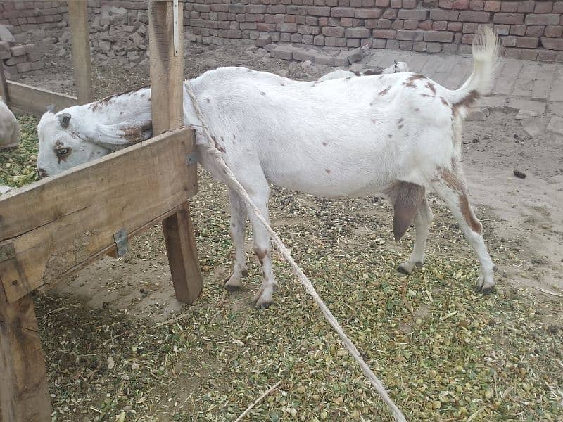 Dodh wali bakri 5