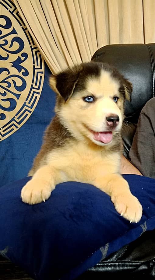 Playful blue eyed husky male and female puppy 0