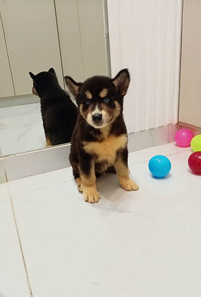 Playful blue eyed husky male and female puppy 2