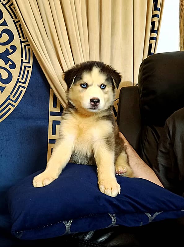 Playful blue eyed husky male and female puppy 3